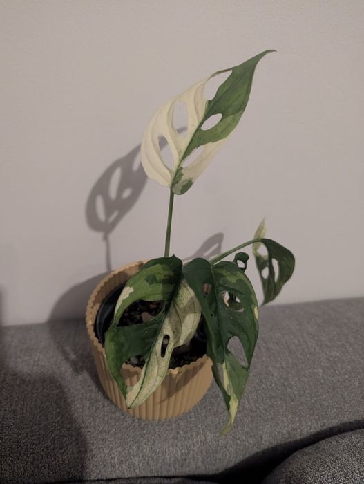Monstera Adansonii Variegata Hydroponika