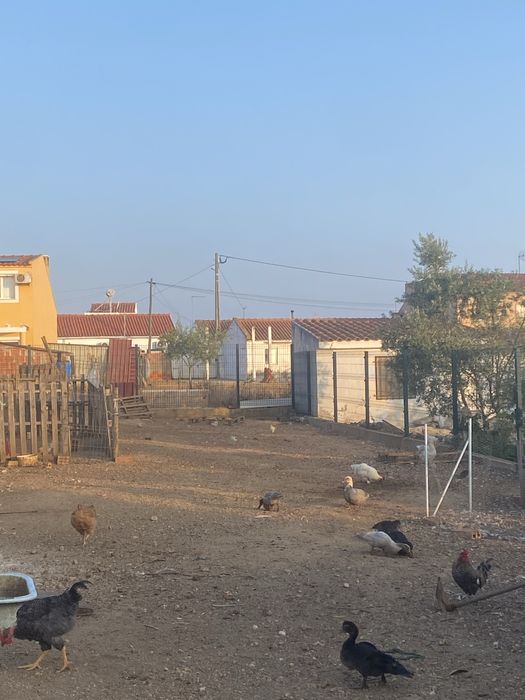 Patos, galos e galinhas