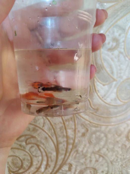 Продам акваріумних рибок Гуппі