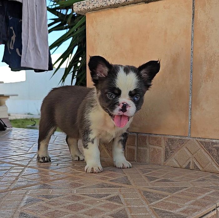 Bulldog Francês Fluffy Fêmea