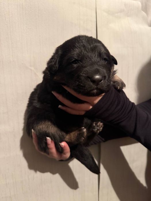 Продаются щенки — немецкой овчарки метисы