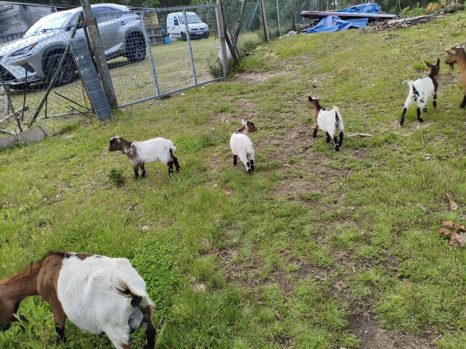 Várias  cabras. anãs