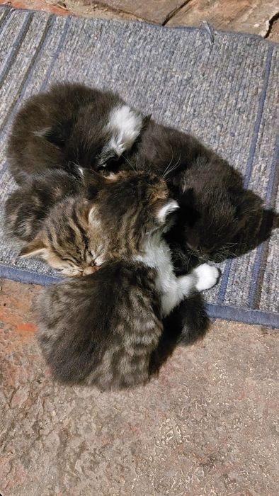 Отдам котят, 6шт