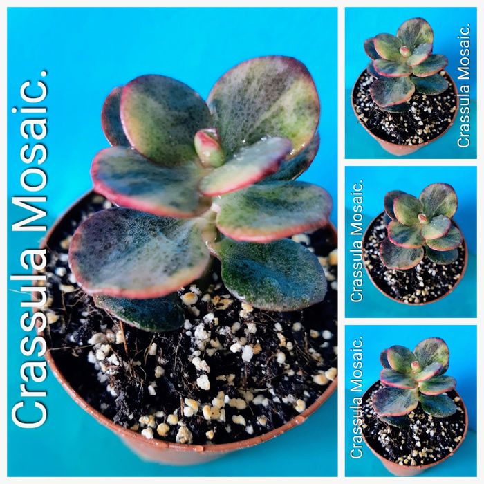 Редкие, вариегатные крассулы, толстянки, денежные деревья.