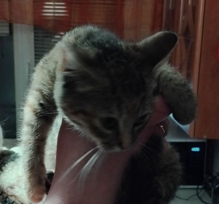 Бесплатно отдам в хорошие руки