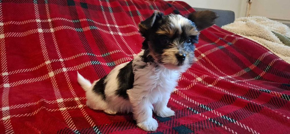 Suczka Yorkshire Terrier Biewer Carierr