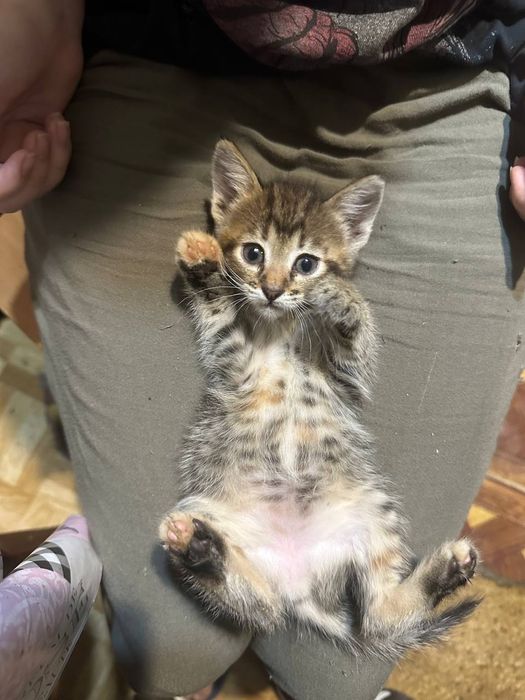 Отдам даром котенка