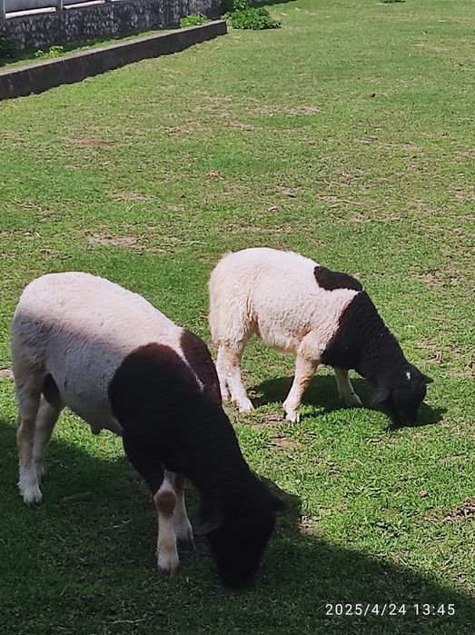 Продам вівці.Крос дорпера та романівської