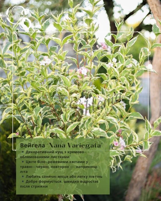 Багаторічні невибагливі рослини (дерен, вейгела, ялівець, барвінок)