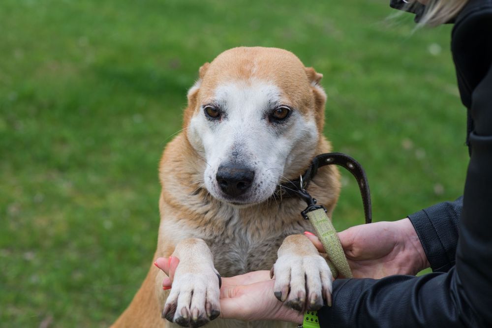 Собака Ася шукає родину