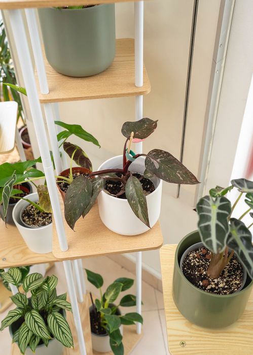 Planta interior - Philodendron Pink Princess