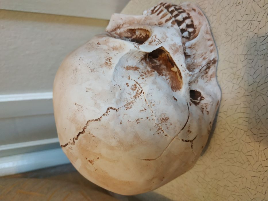 Череп из гипса, череп гипсовый ручная робота