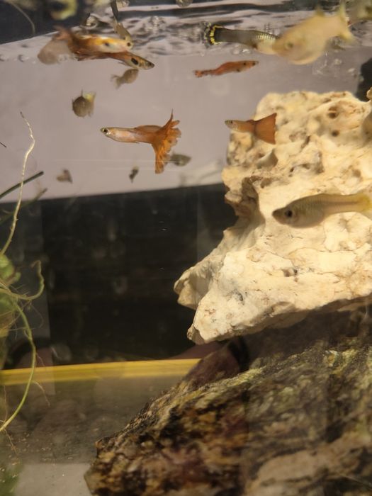 Zamienię gupiki mix