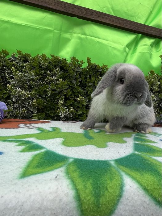 Бронь.NHD.Карликові кролики,висловухі баранч