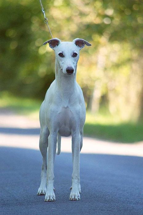 whippet płowa suczka, rodowód FCI
