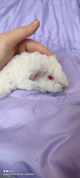 Пухнастий Тедді морська свиночка