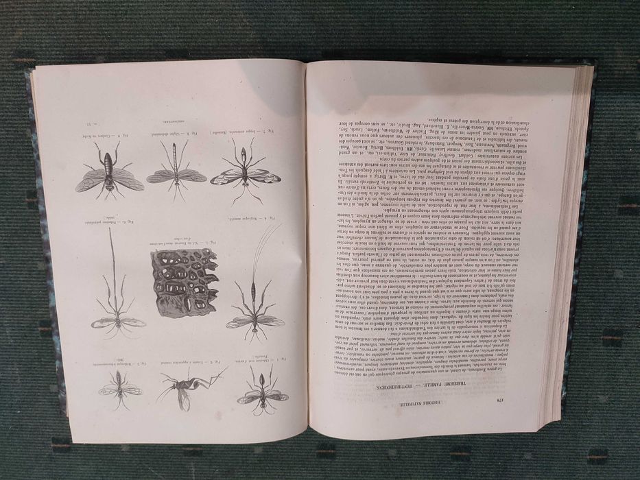 Encyclopédie D'Histoire Naturelle Traité Complet Cette Science-Annelés