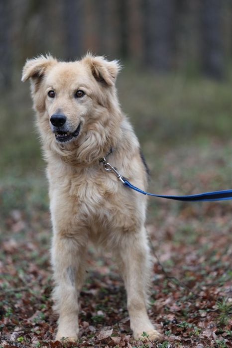 Piesek okolo 5 lat