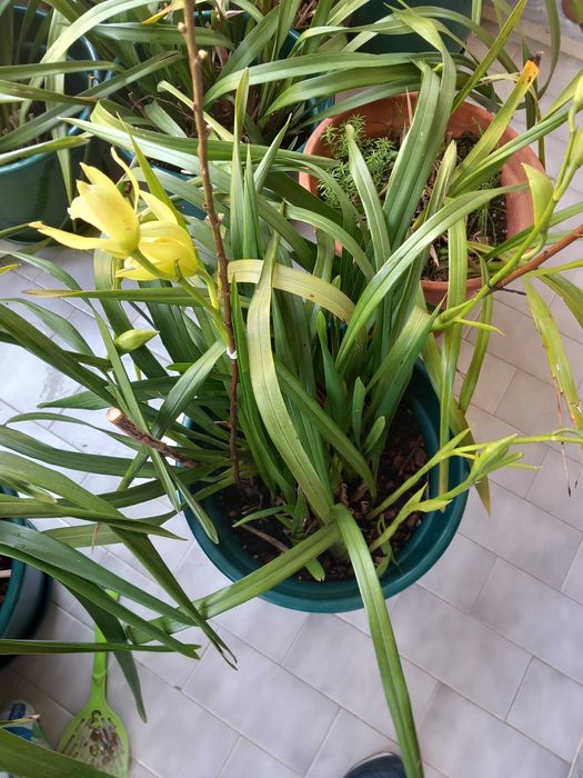 Vasos de Orquideas Amarelas Novas
