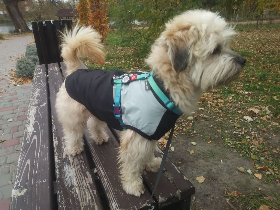 Жилетка для собак, одяг для собак