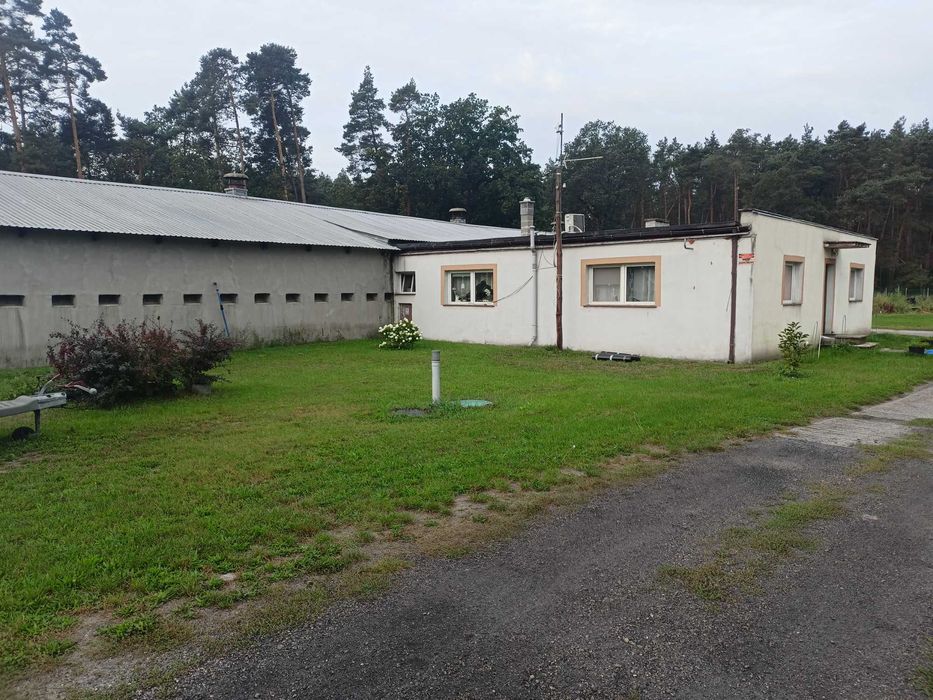 Sprzedam Kurnik Magazyn Hale Stadnina z dużą działka przy A18