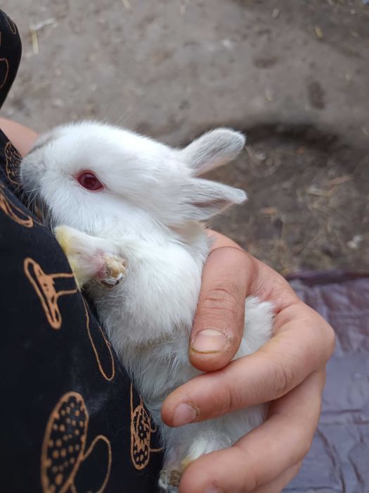 Królik albinos mieszaniec