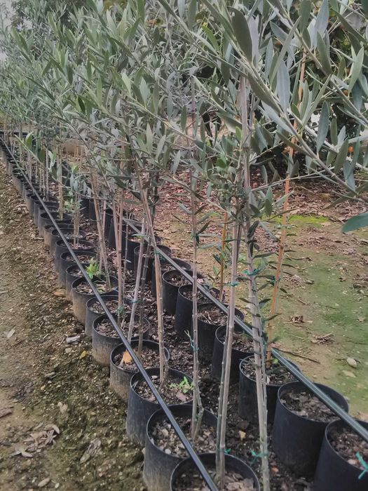 Oliveiras Galega para olival ou jardim