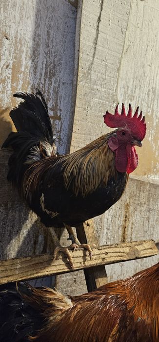 Koguty wlasnego lęgu