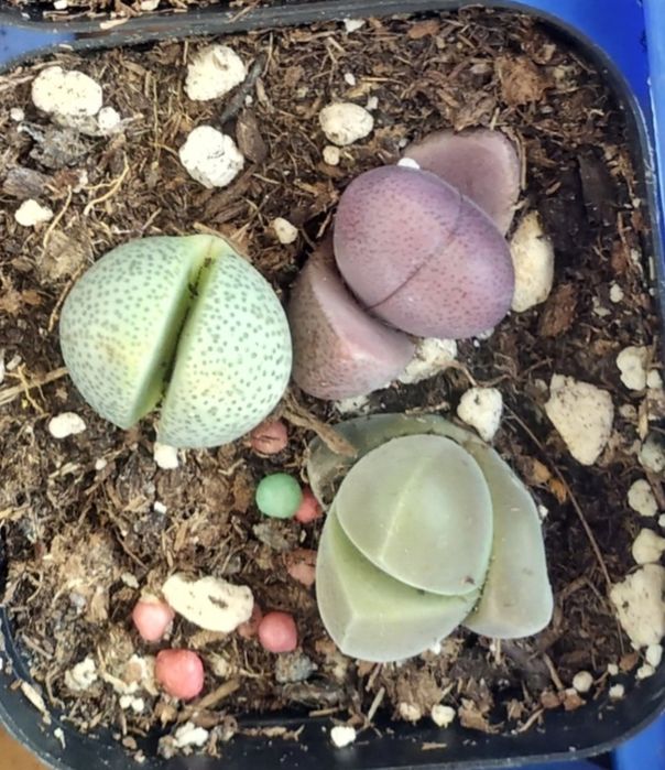 Pleiospilos nelii