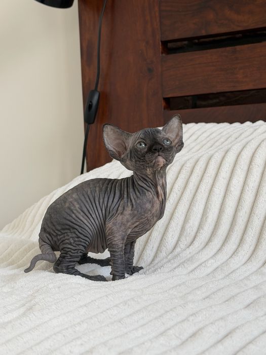 Koteczka rodowod WCF