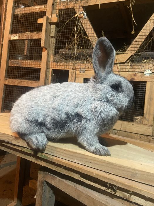 Велике Світле Срібло