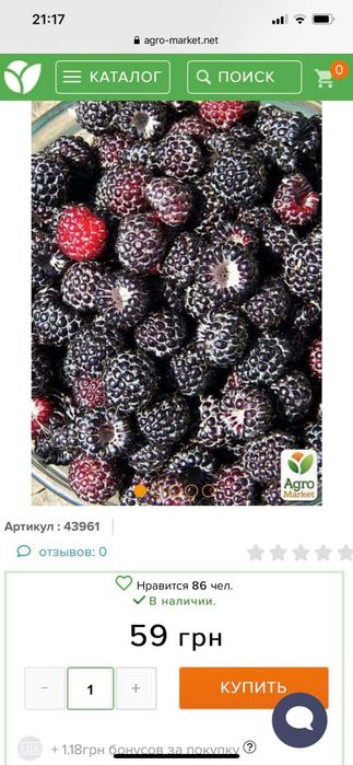 Чорна малина кумберленд