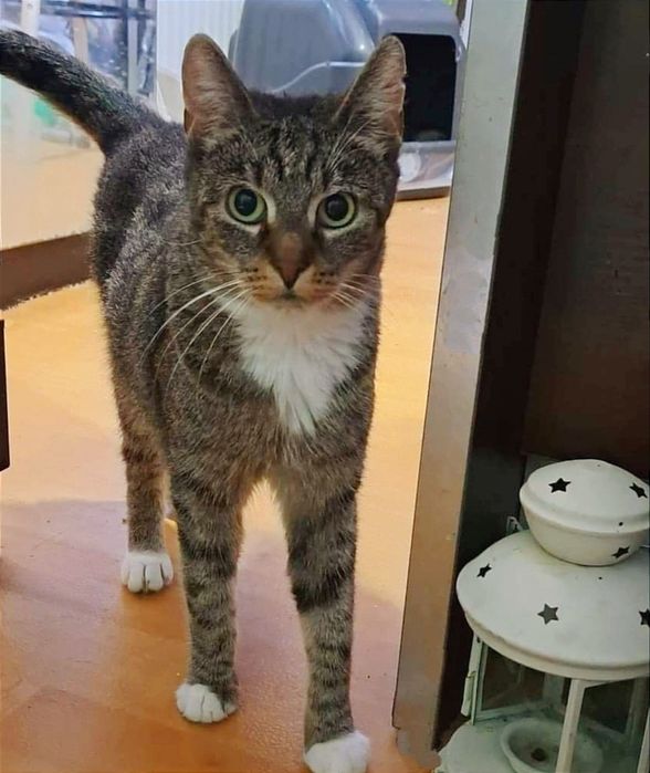 Biedna, około 3 -4 letnia koteczka z ulicy..