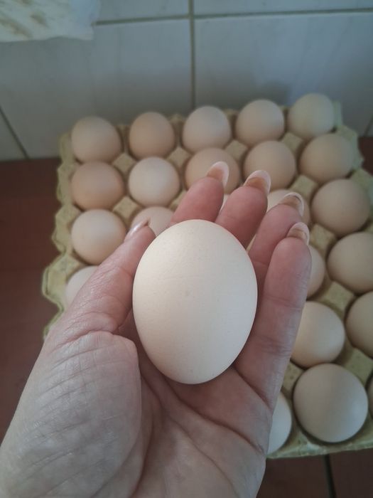 Sprzedam  nadwyżkę wiejskich jajek