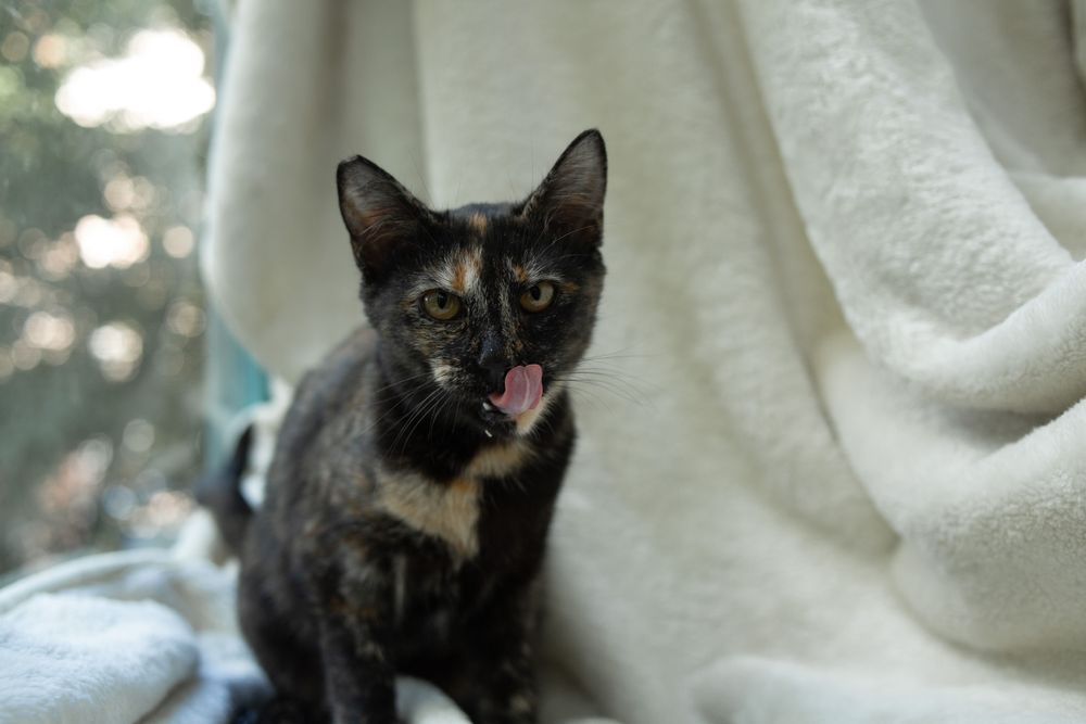 Соня в пошуку своєї родини