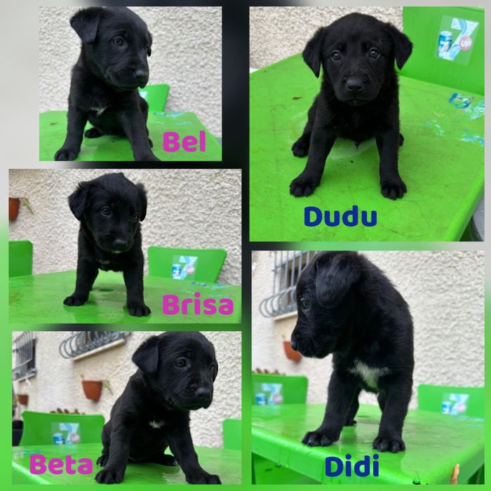 Cachorrinhos porte médio grande para adoção responsável