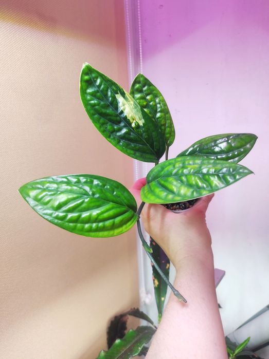 Монстера Karstenianum, Филодендрон Caramel Marble