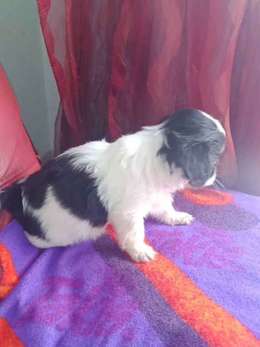 Shih-tzu com LOP