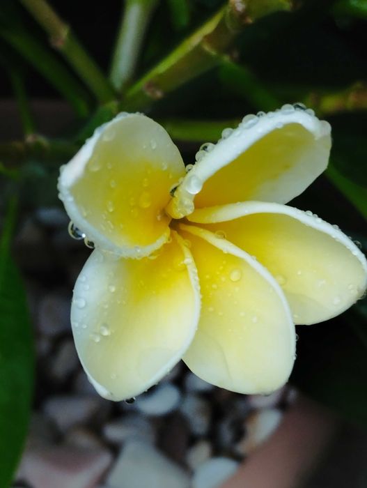 Poda de Jasmim manga ou plumeria.