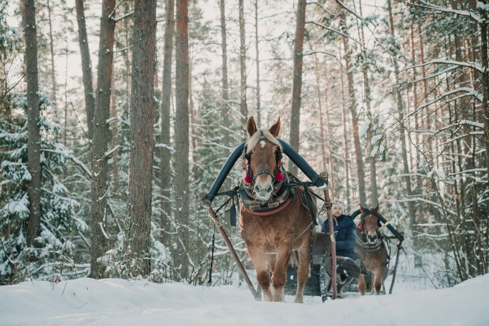 Impreza Kulig konny Supraśl Ogrodniczki Białystok Sanie Konie bryczka