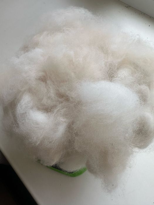 Пух подшорсток померанского шпица