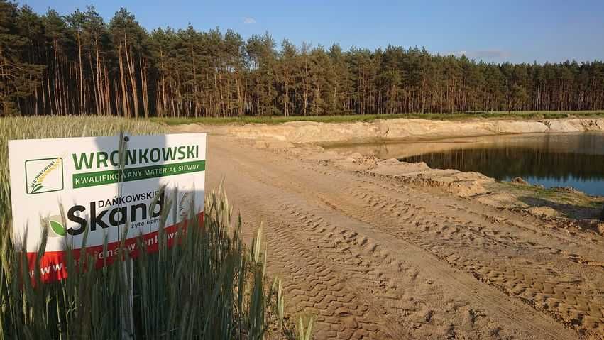 Żyto ozime Dańkowskie SKAND