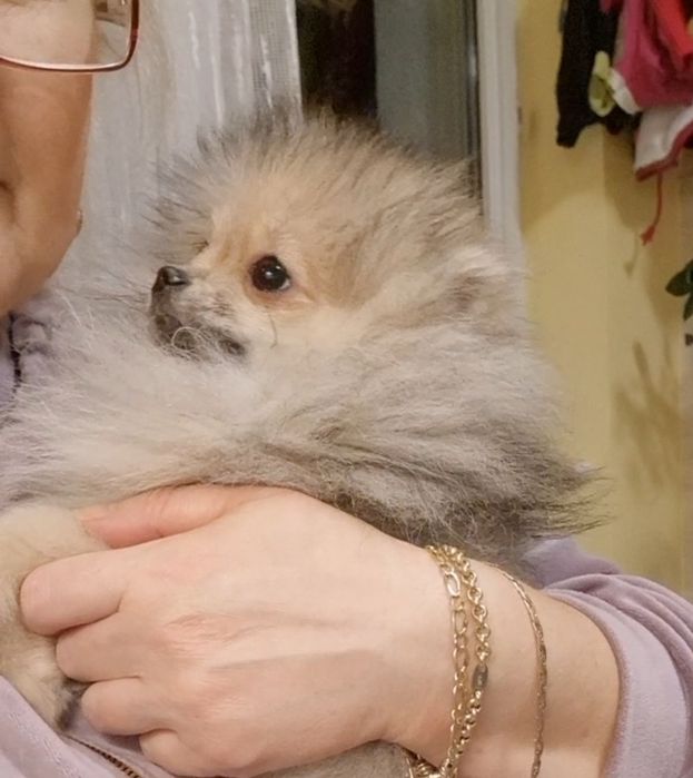 Szpic miniaturowy/Pomeranian mini sunia Orange Sable