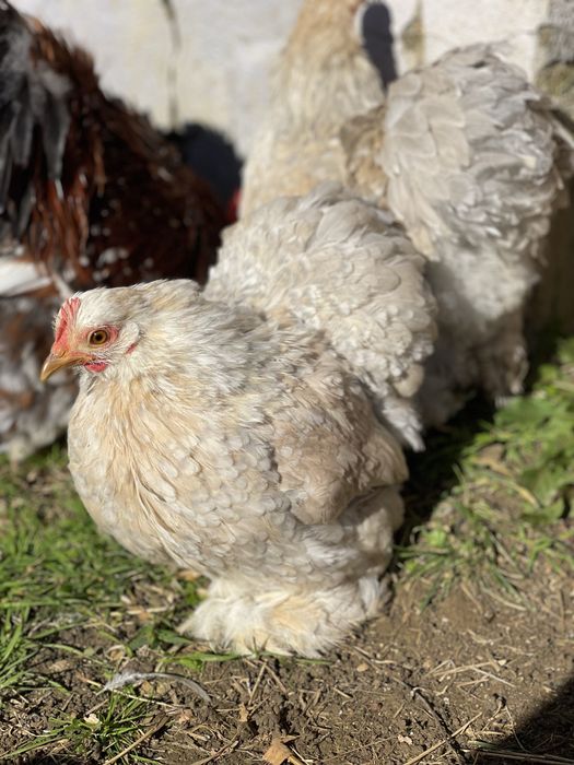 2 casais de galinhas pekin