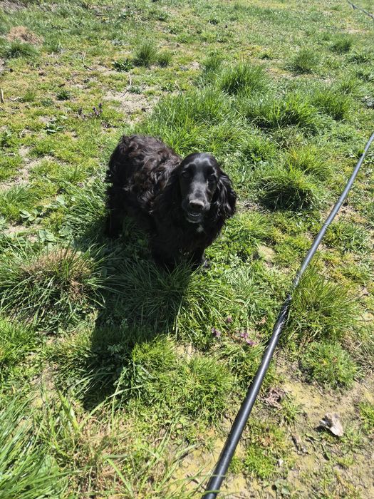 Suczka w typie spaniela