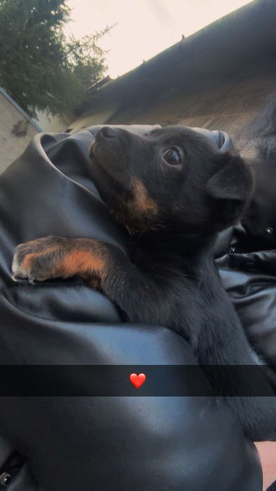 oddam psa szczeniaka