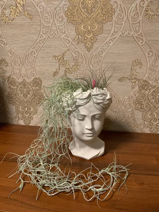 Тілландсія Усневидная