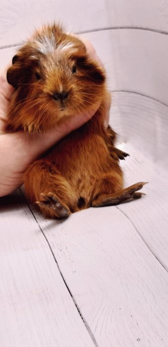 Морские свинки,клетки,корма