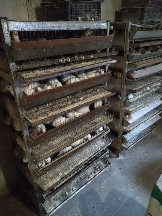 Перепілки домашні