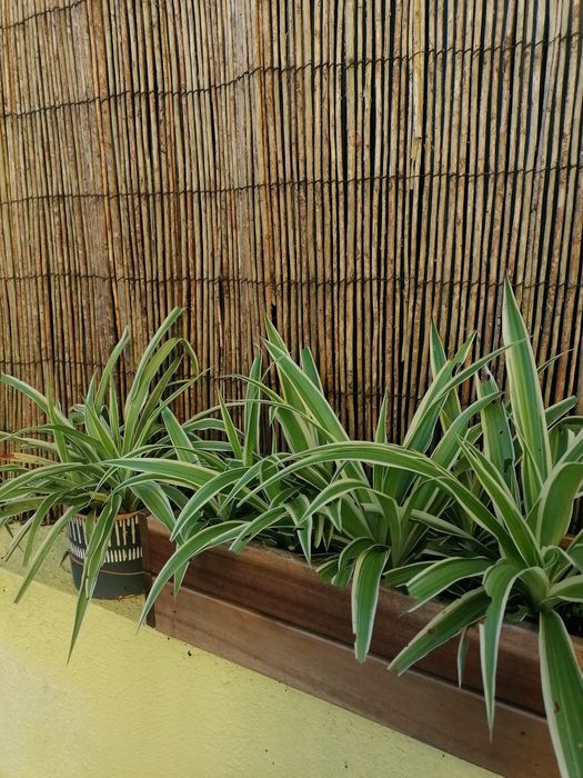 Planta aranha (clorofito)